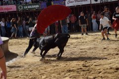 DSC_0140-Mediana
