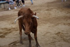 DSC_0236-Mediana