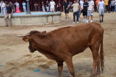 DSC_0237-Mediana