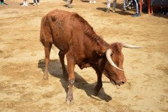 DSC_0240-Mediana