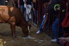 DSC_0241-Mediana
