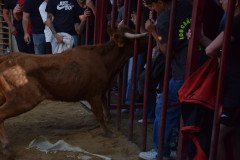 DSC_0243-Mediana
