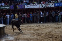 DSC_0294-Mediana