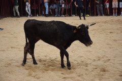 DSC_0132-Mediana