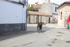 DSC_0327-Mediana