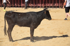 DSC_0017-Mediana