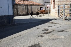 DSC_0115-Mediana