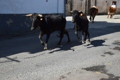DSC_0116-Mediana