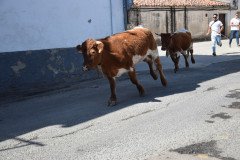 DSC_0118-Mediana