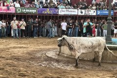 IMG_0505-Mediana