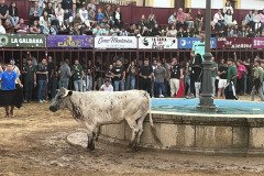 IMG_0507-Mediana