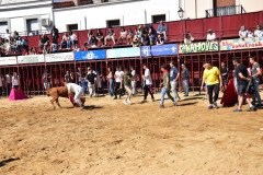 DSC_0095-Mediana