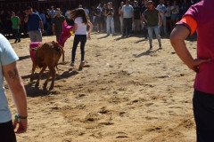 DSC_0137-Mediana